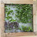 herbs drying on a homemade rack
